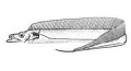 Degenfisch