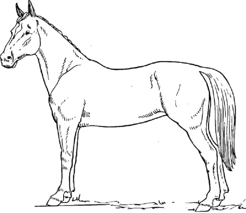 malvorlage für ein pferd  montalegredocercal