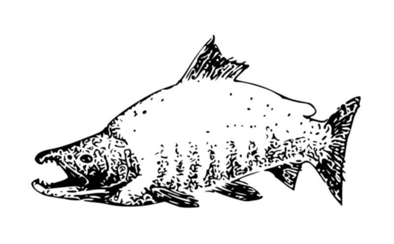 malvorlage fisch  montalegredocercal