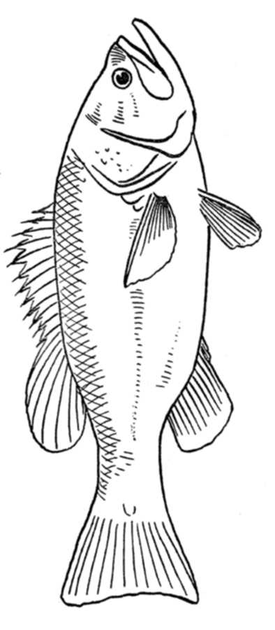 malvorlage fisch  montalegredocercal