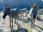 Esel, donkey, burro