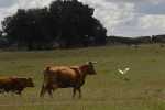 Ammenkühe, Cattle, Vacas