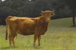 Beef cattle