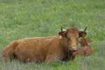 Beef cattle