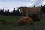 Ammenkühe, Cattle, Vacas