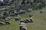 Schafe, sheeps, ovelhas