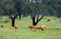 Beaf cattle