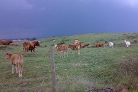 Beaf cattle