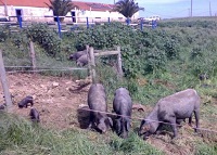 Porcos Alentejanos