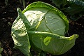 Weißkohl (Brassica oleracea var. capitata f. alba)