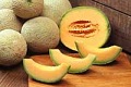 Cantaloupe-Melone (Cucumis melo var. cantalupensis)
