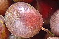 Purpurgranadilla (Passiflora edulis forma edulis)
