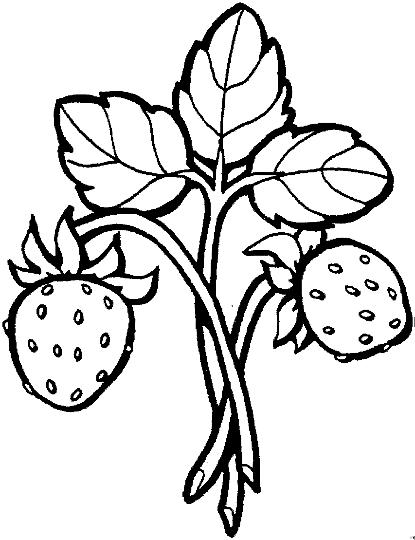 Malvorlage Erdbeeren mit Blättern