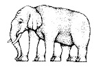 Elefant, optische Täuschung