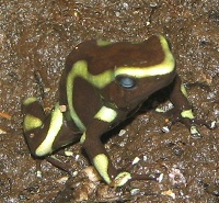 Goldbaumsteiger (Dendrobates auratus)