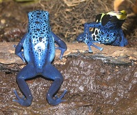 Blauer Baumsteiger (Dendrobates azureus)