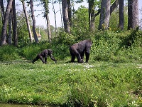 Westlicher Gorilla (Gorilla gorilla)